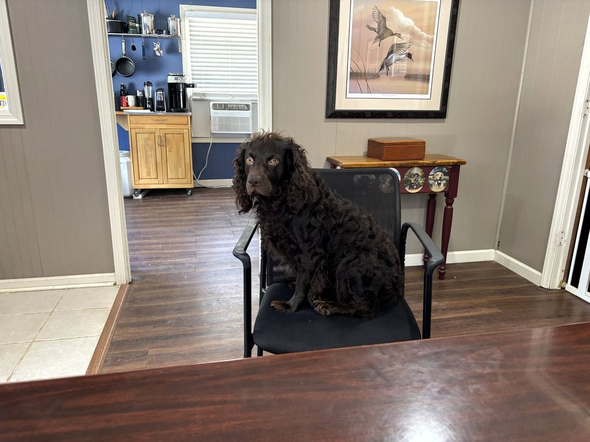 Teddy, the office dog, resting in a chair at McCormick Insurance Agency